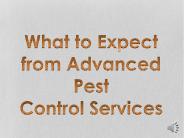What to Expect from Advanced Pest Control Services