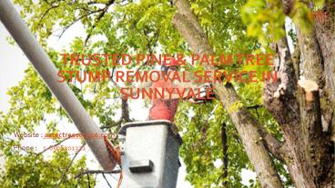 Trusted pine & palm tree stump removal service in sunnyvale