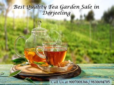 Best Quality Tea Garden Sale in Derjeeling