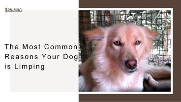 The Most Common Reasons your Dog is Limping