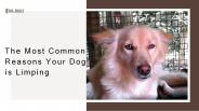 The Most Common Reasons your Dog is Limping