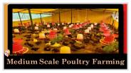 Medium Scale Poultry Farming  | EGIYOK NEWS