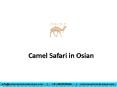 Camel Safari in Osian PowerPoint PPT Presentation