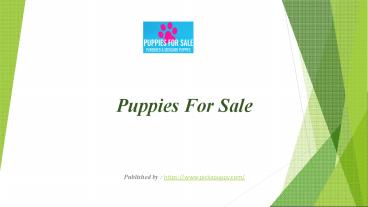 Puppies For Sale