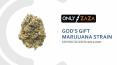 God's Gift Marijuana Strain Online in Washington DC | Only Zaza PowerPoint PPT Presentation