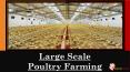 LARGE SCALE POULTRY FRAMING IN INDIA | EGIYOK NEWS PowerPoint PPT Presentation