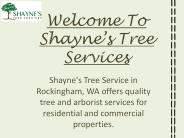 Best Tree Removal Services in Rockingham