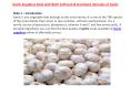 Garlic Suppliers Deal with Both Softneck & Hardneck Varieties of Garlic PowerPoint PPT Presentation