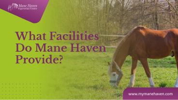 Best Facilities For Your Horse in Equestrian