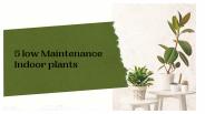 5 low maintenance indoor plants
