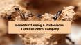 Benefits of hiring professional termite control company PowerPoint PPT Presentation