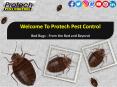Bed Bugs - From The Bed and Beyond PowerPoint PPT Presentation
