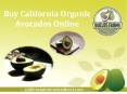 Buy California Organic Avocados Online