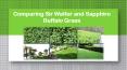 Comparing Sir Walter and Sapphire Buffalo Grass PowerPoint PPT Presentation