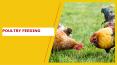 POULTRY FEDDING |EGIYOK NEWS PowerPoint PPT Presentation