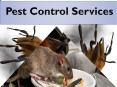 Pest Control Services in Toronto (1) PowerPoint PPT Presentation