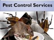 Pest Control Services in Toronto (1)