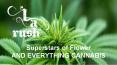 Cannabis Delivery Canoga Park - LA Rush PowerPoint PPT Presentation