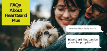Some FAQs About HeartGard Plus For Dogs