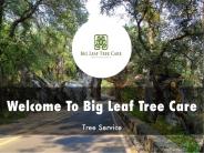 Big Leaf Tree Care Presentation