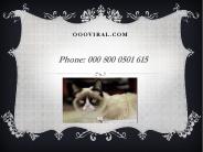 Funny Puppies