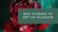 Best flowers to gift on occasions