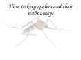 How to keep spiders and their webs away? PowerPoint PPT Presentation