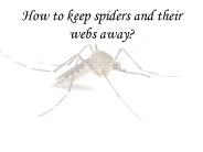 How to keep spiders and their webs away?