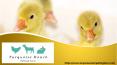 Scottsdale Animal Petting Farm- Best Petting Baby Animals At Petting Zoos PowerPoint PPT Presentation