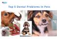 Top 5 Dental Problems in Pets | VetSupply | Australia Best online Pet store PowerPoint PPT Presentation