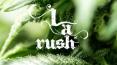 Weed Delivery Calabasas - LA Rush PowerPoint PPT Presentation