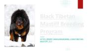 Black Tibetan Mastiff Breeding Program