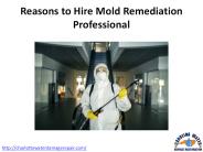 Reasons to Hire Mold Remediation Professional