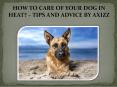 HOW TO CARE OF YOUR DOG IN HEAT? – TIPS AND ADVICE BY AXIZZ PowerPoint PPT Presentation