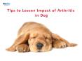 Tips to Lessen the Impact of Arthrits in Dogs | VetSupply | Australia Best online Pet store