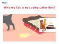 Why my cat is not using the litter box?| VetSupply | Australia Best online Pet store PowerPoint PPT Presentation