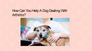 How Can You Help A Dog Dealing With Arthritis?