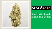 What Is Harlequin Strain | ONLYZAZA