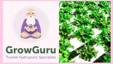 Choose Best Hydroponics Systems for your Garden