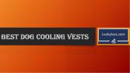 Best Dog Cooling Vests