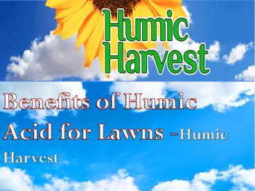 Benefits of Humic acid in Lawns (1)