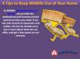 4 Tips to Keep Wildlife Out of Your Home PowerPoint PPT Presentation