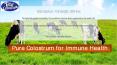Pure Colostrum for Immune Health - Totalcolostrum PowerPoint PPT Presentation