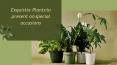 Exquisite Plants to present on special occasions PowerPoint PPT Presentation