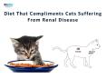 Diet that compliments cats suffering from Renal Disease| VetSupply | Australia Best online Pet store PowerPoint PPT Presentation