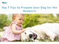 Top Seven Tips to Prepare Your Dog for The Newborn| VetSupply | Australia Best online Pet store PowerPoint PPT Presentation