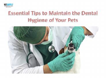 Essential Tips to Maintain the Dental Hygiene of Your Pet| VetSupply | Australia Best online Pet store