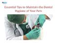 Essential Tips to Maintain the Dental Hygiene of Your Pet| VetSupply | Australia Best online Pet store PowerPoint PPT Presentation