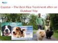 Capstar the Best Flea Treatment after an Outdoor Trip| VetSupply | Australia Best online Pet store