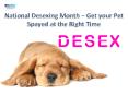 National Desexing Month| VetSupply | Australia Best online Pet store PowerPoint PPT Presentation
